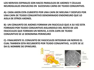 LOS NERVIOS ESPINALES SON HACES PARALELOS DE AXONES Y CELULAS
NEUROGLIALES ENVUELTAS EN SUCESIVAS CAPAS DE TEJIDO CONJUNTIVO.
A)- CADA AXON ESTA CUBIERTO POR UNA CAPA DE MIELINA Y DESPUES POR
UNA CAPA DE TEJIDO CONJUNTIVO DENOMINADO ENDONEURO QUE LO
AISLA DE OTROS AXONES.
B)- UN CONJUNTO DE AXONES FORMAN UN FASCICULO QUE A SU VEZ ESTA
FORRADO POR TEJIDO CONJUNTIVO AISLANDOLO DEL RESTO DE LOS
FASCICULOS QUE FORMAN UN NERVIO, A ESTA CAPA DE TEJIDO
CONJUNTIVO SE LE DENOMINA PERINEURO
C)- FINALMENTE EL CONJUNTO DE FASCICULOS INTEGRAN UN NERVIO EL
CUAL TAMBIEN ESTA RECUBIERTO POR TEJIDO CONJUNTIVO, A ESTE SE LE
DA EL NOMBRE DE EPINEURO.
 