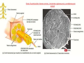 Esta ilustración tiene error, invierte epineuro y endoneuro
mtrd
 