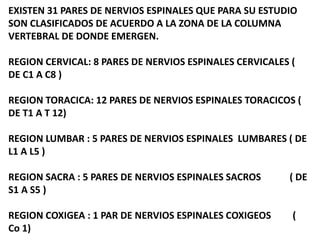 EXISTEN 31 PARES DE NERVIOS ESPINALES QUE PARA SU ESTUDIO
SON CLASIFICADOS DE ACUERDO A LA ZONA DE LA COLUMNA
VERTEBRAL DE DONDE EMERGEN.
REGION CERVICAL: 8 PARES DE NERVIOS ESPINALES CERVICALES (
DE C1 A C8 )
REGION TORACICA: 12 PARES DE NERVIOS ESPINALES TORACICOS (
DE T1 A T 12)
REGION LUMBAR : 5 PARES DE NERVIOS ESPINALES LUMBARES ( DE
L1 A L5 )
REGION SACRA : 5 PARES DE NERVIOS ESPINALES SACROS ( DE
S1 A S5 )
REGION COXIGEA : 1 PAR DE NERVIOS ESPINALES COXIGEOS (
Co 1)
 