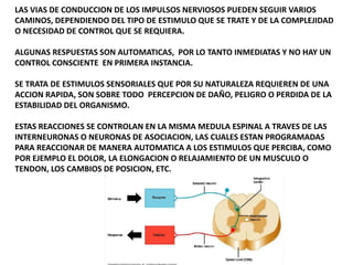 LAS VIAS DE CONDUCCION DE LOS IMPULSOS NERVIOSOS PUEDEN SEGUIR VARIOS
CAMINOS, DEPENDIENDO DEL TIPO DE ESTIMULO QUE SE TRATE Y DE LA COMPLEJIDAD
O NECESIDAD DE CONTROL QUE SE REQUIERA.
ALGUNAS RESPUESTAS SON AUTOMATICAS, POR LO TANTO INMEDIATAS Y NO HAY UN
CONTROL CONSCIENTE EN PRIMERA INSTANCIA.
SE TRATA DE ESTIMULOS SENSORIALES QUE POR SU NATURALEZA REQUIEREN DE UNA
ACCION RAPIDA, SON SOBRE TODO PERCEPCION DE DAÑO, PELIGRO O PERDIDA DE LA
ESTABILIDAD DEL ORGANISMO.
ESTAS REACCIONES SE CONTROLAN EN LA MISMA MEDULA ESPINAL A TRAVES DE LAS
INTERNEURONAS O NEURONAS DE ASOCIACION, LAS CUALES ESTAN PROGRAMADAS
PARA REACCIONAR DE MANERA AUTOMATICA A LOS ESTIMULOS QUE PERCIBA, COMO
POR EJEMPLO EL DOLOR, LA ELONGACION O RELAJAMIENTO DE UN MUSCULO O
TENDON, LOS CAMBIOS DE POSICION, ETC.
 