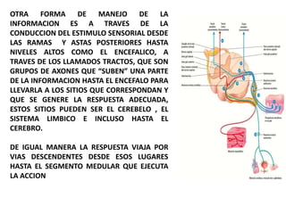 OTRA FORMA DE MANEJO DE LA
INFORMACION ES A TRAVES DE LA
CONDUCCION DEL ESTIMULO SENSORIAL DESDE
LAS RAMAS Y ASTAS POSTERIORES HASTA
NIVELES ALTOS COMO EL ENCEFALICO, A
TRAVES DE LOS LLAMADOS TRACTOS, QUE SON
GRUPOS DE AXONES QUE “SUBEN” UNA PARTE
DE LA INFORMACION HASTA EL ENCEFALO PARA
LLEVARLA A LOS SITIOS QUE CORRESPONDAN Y
QUE SE GENERE LA RESPUESTA ADECUADA,
ESTOS SITIOS PUEDEN SER EL CEREBELO , EL
SISTEMA LIMBICO E INCLUSO HASTA EL
CEREBRO.
DE IGUAL MANERA LA RESPUESTA VIAJA POR
VIAS DESCENDENTES DESDE ESOS LUGARES
HASTA EL SEGMENTO MEDULAR QUE EJECUTA
LA ACCION
 