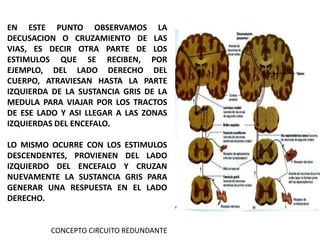 EN ESTE PUNTO OBSERVAMOS LA
DECUSACION O CRUZAMIENTO DE LAS
VIAS, ES DECIR OTRA PARTE DE LOS
ESTIMULOS QUE SE RECIBEN, POR
EJEMPLO, DEL LADO DERECHO DEL
CUERPO, ATRAVIESAN HASTA LA PARTE
IZQUIERDA DE LA SUSTANCIA GRIS DE LA
MEDULA PARA VIAJAR POR LOS TRACTOS
DE ESE LADO Y ASI LLEGAR A LAS ZONAS
IZQUIERDAS DEL ENCEFALO.
LO MISMO OCURRE CON LOS ESTIMULOS
DESCENDENTES, PROVIENEN DEL LADO
IZQUIERDO DEL ENCEFALO Y CRUZAN
NUEVAMENTE LA SUSTANCIA GRIS PARA
GENERAR UNA RESPUESTA EN EL LADO
DERECHO.
CONCEPTO CIRCUITO REDUNDANTE
 