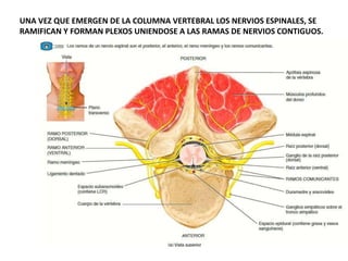 UNA VEZ QUE EMERGEN DE LA COLUMNA VERTEBRAL LOS NERVIOS ESPINALES, SE
RAMIFICAN Y FORMAN PLEXOS UNIENDOSE A LAS RAMAS DE NERVIOS CONTIGUOS.
 