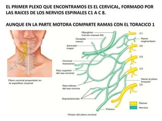 EL PRIMER PLEXO QUE ENCONTRAMOS ES EL CERVICAL, FORMADO POR
LAS RAICES DE LOS NERVIOS ESPINALES C1 A C 8.
AUNQUE EN LA PARTE MOTORA COMPARTE RAMAS CON EL TORACICO 1
 