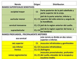 Nervio Origen Distribucion
RAMOS SUPERFICIALES SENSITIVOS
occipital mayor C1
Parte posterior de la piel cabelluda y
parte superior de la oreja.
auricular menor C2, C3
piel de la parte anterior, inferior y
superior del oido externo y angulo de
la mandibula.
cervical transverso C2, C3 piel de la region anterior del cuello.
supraclavicular C3, C4
piel de la region superior del torax y
los hombros
RAMOS PROFUNDOS, PRICIPALMENTE MOTORES
asa cervical
este nervio se divide en dos raices:
superior e inferior.
raiz superior C1 musculos infrahioideo y genihioideo
raiz inferior C2, C3 musculos infrahioideos
frenico C3, C5 diafragma
ramos segmentarios C4, C5
musculos prevertebrales, profundos
del cuello, elevador de la escapula y
escaleno medio.
 