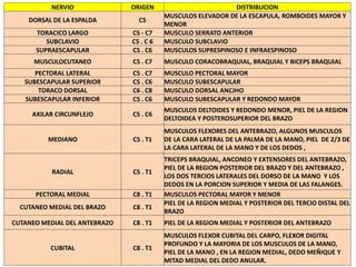 NERVIO ORIGEN DISTRIBUCION
DORSAL DE LA ESPALDA C5
MUSCULOS ELEVADOR DE LA ESCAPULA, ROMBOIDES MAYOR Y
MENOR
TORACICO LARGO C5 - C7 MUSCULO SERRATO ANTERIOR
SUBCLAVIO C5 . C 6 MUSCULO SUBCLAVIO
SUPRAESCAPULAR C5 . C6 MUSCULOS SUPRESPINOSO E INFRAESPINOSO
MUSCULOCUTANEO C5 . C7 MUSCULO CORACOBRAQUIAL, BRAQUIAL Y BICEPS BRAQUIAL
PECTORAL LATERAL C5 . C7 MUSCULO PECTORAL MAYOR
SUBESCAPULAR SUPERIOR C5 . C6 MUSCULO SUBESCAPULAR
TORACO DORSAL C6 . C8 MUSCULO DORSAL ANCJHO
SUBESCAPULAR INFERIOR C5 . C6 MUSCULO SUBESCAPULAR Y REDONDO MAYOR
AXILAR CIRCUNFLEJO C5 . C6
MUSCULOS DELTOIDES Y REDONDO MENOR, PIEL DE LA REGION
DELTOIDEA Y POSTEROSUPERIOR DEL BRAZO
MEDIANO C5 . T1
MUSCULOS FLEXORES DEL ANTEBRAZO, ALGUNOS MUSCULOS
DE LA CARA LATERAL DE LA PALMA DE LA MANO, PIEL DE 2/3 DE
LA CARA LATERAL DE LA MANO Y DE LOS DEDOS ,
RADIAL C5 . T1
TRICEPS BRAQUIAL, ANCONEO Y EXTENSORES DEL ANTEBRAZO,
PIEL DE LA REGION POSTERIOR DEL BRAZO Y DEL ANTEBRAZO ,
LOS DOS TERCIOS LATERALES DEL DORSO DE LA MANO Y LOS
DEDOS EN LA PORCION SUPERIOR Y MEDIA DE LAS FALANGES.
PECTORAL MEDIAL C8 . T1 MUSCULOS PECTORAL MAYOR Y MENOR
CUTANEO MEDIAL DEL BRAZO C8 . T1
PIEL DE LA REGION MEDIAL Y POSTERIOR DEL TERCIO DISTAL DEL
BRAZO
CUTANEO MEDIAL DEL ANTEBRAZO C8 . T1 PIEL DE LA REGION MEDIAL Y POSTERIOR DEL ANTEBRAZO
CUBITAL C8 . T1
MUSCULOS FLEXOR CUBITAL DEL CARPO, FLEXOR DIGITAL
PROFUNDO Y LA MAYORIA DE LOS MUSCULOS DE LA MANO,
PIEL DE LA MANO , EN LA REGION MEDIAL, DEDO MEÑIQUE Y
MITAD MEDIAL DEL DEDO ANULAR.
 