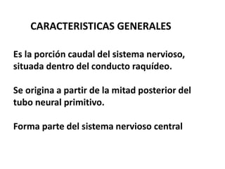Es la porción caudal del sistema nervioso,
situada dentro del conducto raquídeo.
Se origina a partir de la mitad posterior del
tubo neural primitivo.
Forma parte del sistema nervioso central
CARACTERISTICAS GENERALES
 