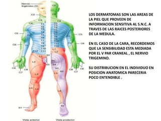 LOS DERMATOMAS SON LAS AREAS DE
LA PIEL QUE PROVEEN DE
INFORMACION SENSITIVA AL S.N.C. A
TRAVES DE LAS RAICES POSTERIORES
DE LA MEDULA.
EN EL CASO DE LA CARA, RECORDEMOS
QUE LA SENSIBILIDAD ESTA MEDIADA
POR EL V PAR CRANEAL , EL NERVIO
TRIGEMINO.
SU DISTRIBUCION EN EL INDIVIDUO EN
POSICION ANATOMICA PARECERIA
POCO ENTENDIBLE .
 
