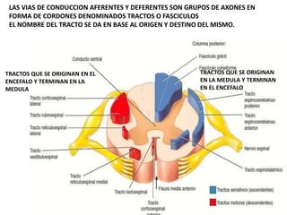 LAS VIAS DE CONDUCCION AFERENTES Y DEFERENTES SON GRUPOS DE AXONES EN
FORMA DE CORDONES DENOMINADOS TRACTOS O FASCICULOS
EL NOMBRE DEL TRACTO SE DA EN BASE AL ORIGEN Y DESTINO DEL MISMO.
TRACTOS QUE SE ORIGINAN EN EL
ENCEFALO Y TERMINAN EN LA
MEDULA
TRACTOS QUE SE ORIGINAN
EN LA MEDULA Y TERMINAN
EN EL ENCEFALO
 