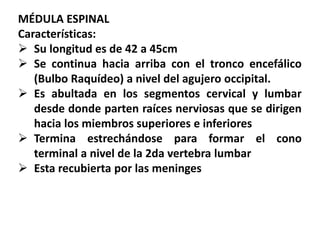 MÉDULA ESPINAL
Características:
 Su longitud es de 42 a 45cm
 Se continua hacia arriba con el tronco encefálico
(Bulbo Raquídeo) a nivel del agujero occipital.
 Es abultada en los segmentos cervical y lumbar
desde donde parten raíces nerviosas que se dirigen
hacia los miembros superiores e inferiores
 Termina estrechándose para formar el cono
terminal a nivel de la 2da vertebra lumbar
 Esta recubierta por las meninges
 