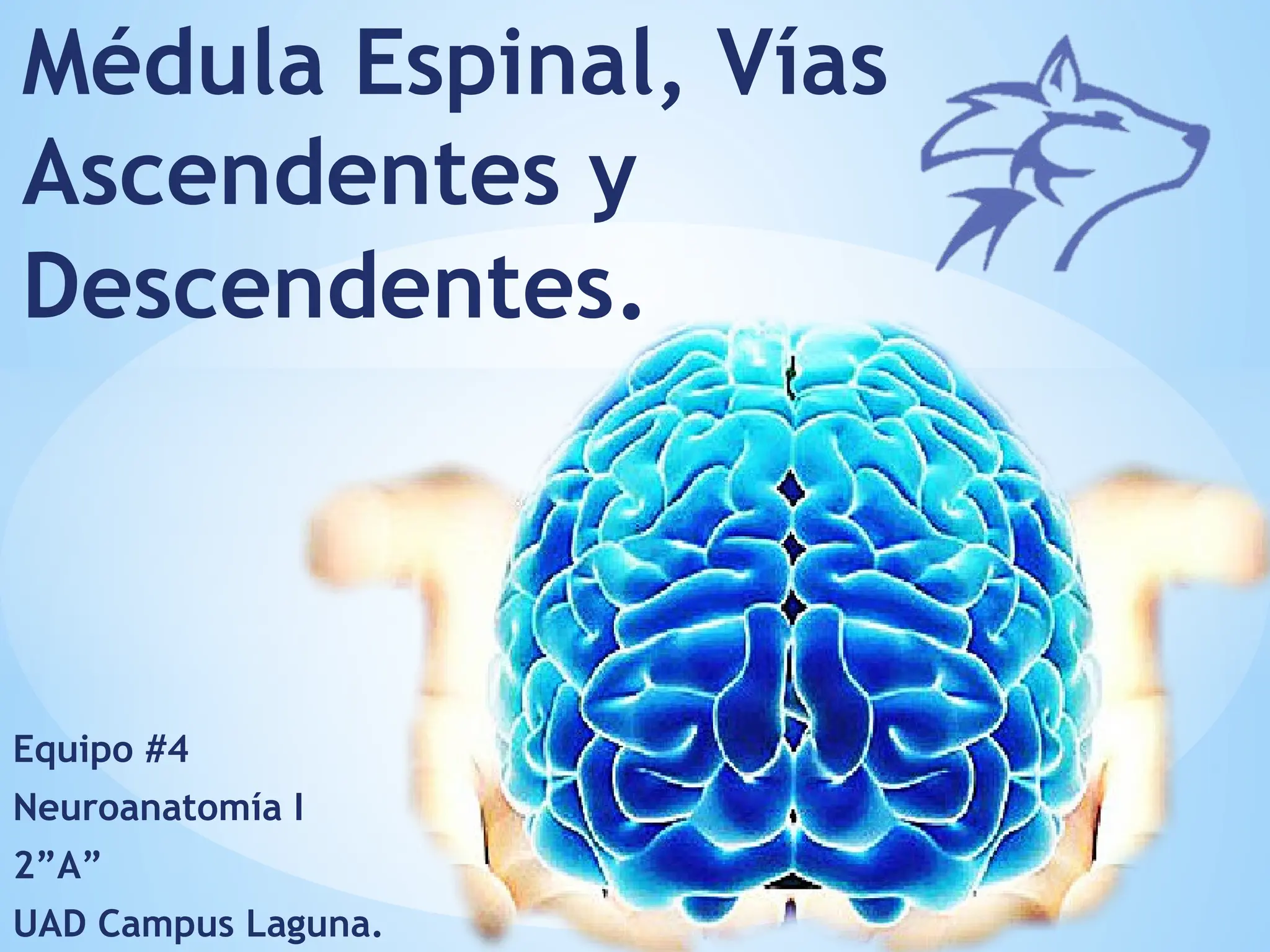 Equipo #4
Neuroanatomía I
2”A”
UAD Campus Laguna.
Médula Espinal, Vías
Ascendentes y
Descendentes.
 