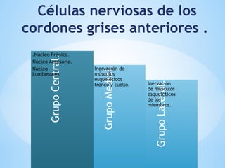 Células nerviosas de los
cordones grises anteriores .
Grupo
Lateral.
Grupo
Medial.
Grupo
Central.
.Núcleo Frénico.
Núcleo Accesorio.
Núcleo
Lumbosacro.
Inervación de
músculos
esqueléticos
tronco y cuello. Inervación
de músculos
esqueléticos
de los
miembros.
 