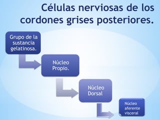 Células nerviosas de los
cordones grises posteriores.
Grupo de la
sustancia
gelatinosa.
Núcleo
Propio.
Núcleo
Dorsal
Núcleo
aferente
visceral
 