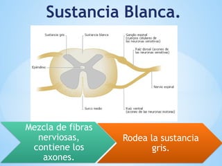 Sustancia Blanca.
Mezcla de fibras
nerviosas,
contiene los
axones.
Rodea la sustancia
gris.
 