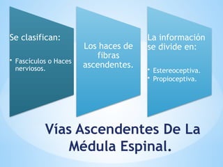 Vías Ascendentes De La
Médula Espinal.
Se clasifican:
• Fascículos o Haces
nerviosos.
Los haces de
fibras
ascendentes.
La información
se divide en:
• Estereoceptiva.
• Propioceptiva.
 