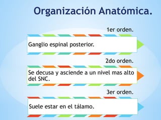 Organización Anatómica.
1er orden.
Ganglio espinal posterior.
2do orden.
Se decusa y asciende a un nivel mas alto
del SNC.
3er orden.
Suele estar en el tálamo.
 
