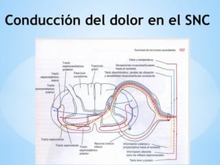 Conducción del dolor en el SNC
 