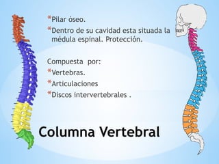 Columna Vertebral
*Pilar óseo.
*Dentro de su cavidad esta situada la
médula espinal. Protección.
Compuesta por:
*Vertebras.
*Articulaciones
*Discos intervertebrales .
 