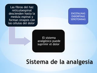 Sistema de la analgesia
Las fibras del haz
reticuloespinal
descienden hasta la
medula espinal y
forman sinapsis con
las células del dolor
El sistema
analgésico puede
suprimir el dolor
ENCEFALINAS
ENDORFINAS
SEROTONINAS
 