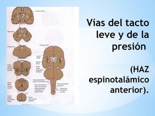 Vías del tacto
leve y de la
presión
(HAZ
espinotalámico
anterior).
 