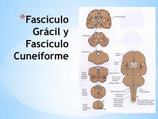 *Fascículo
Grácil y
Fascículo
Cuneiforme
 