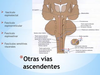 *Otras vías
ascendentes
 fascículo
espinotectal
 Fascículo
espinorreticular
 Fascículo
espinoolivar
 Fascículos sensitivos
viscerales
Haga clic en el icono para agregar una imagen
 