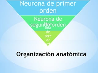 Organización anatómica
Neurona de primer
orden
Neurona de
segundo orden
Neur
ona
de
terc
er
orde
n
 
