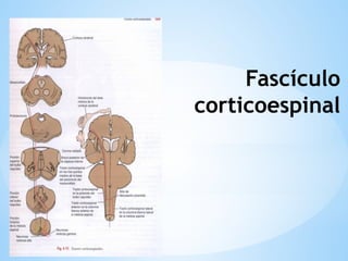 Fascículo
corticoespinal
 