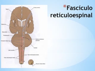 *Fascículo
retículoespinal
 