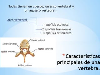 *Características
principales de una
vertebra.
Todas tienen un cuerpo, un arco vertebral y
un agujero vertebral.
Arco vertebral
1 apófisis espinosa
2 apófisis transversas
4 apófisis articulares.
 