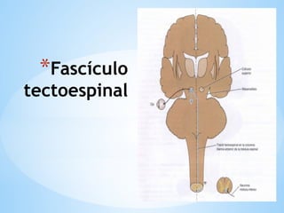 *Fascículo
tectoespinal
 
