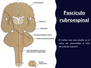 Fascículo
rubroespinal
El núcleo rojo esta situado en el
techo del mesencéfalo al nivel
del colículo superior.
 