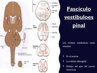 Fascículo
vestibuloes
pinal
Los núcleos vestibulares están
situados:
• En el puente
• La médula oblangada
• Debajo del piso del cuarto
ventrículo
 