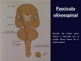 Fascículo
olivoespinal
Procede del núcleo olivar
inferior y descendía por el
cordón blanco lateral de la
medula espinal
 