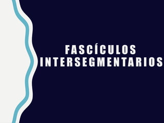 FA S C Í C U LO S
I N T E R S E G M E N TA R I O S
 