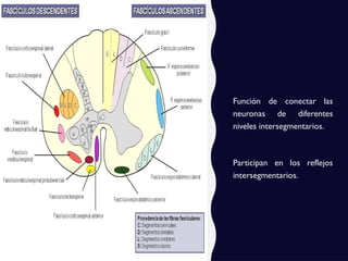 Función de conectar las
neuronas de diferentes
niveles intersegmentarios.
Participan en los reflejos
intersegmentarios.
 