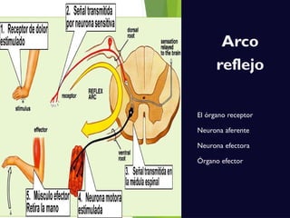 Arco
reflejo
El órgano receptor
Neurona aferente
Neurona efectora
Órgano efector
 