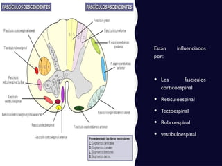 Están influenciados
por:
• Los fascículos
corticoespinal
• Reticuloespinal
• Tectoespinal
• Rubroespinal
• vestibuloespinal
 
