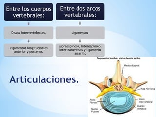 Articulaciones.
Entre los cuerpos
vertebrales:
Discos intervertebrales.
Ligamentos longitudinales
anterior y posterior.
Entre dos arcos
vertebrales:
Ligamentos
supraespinoso, interespinoso,
intertransversos y ligamento
amarillo
 