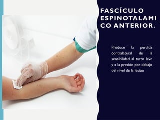 FASCÍCULO
ESPINOTALAMI
CO ANTERIOR.
Produce la perdida
contralateral de la
sensibilidad al tacto leve
y a la presión por debajo
del nivel de la lesión
 