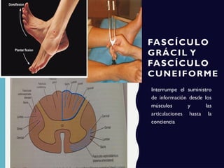 FASCÍCULO
GRÁCIL Y
FASCÍCULO
CUNEIFORME
Interrumpe el suministro
de información desde los
músculos y las
articulaciones hasta la
conciencia
 