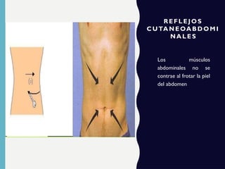 R EFL EJ O S
C UTAN EOAB D OM I
NALE S
Los músculos
abdominales no se
contrae al frotar la piel
del abdomen
 