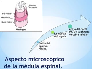 Aspecto microscópico
de la médula espinal.
Arriba del
agujero
magno.
La médula
oblongada.
Abajo del borde
inf. De la primera
vertebra lumbar.
 