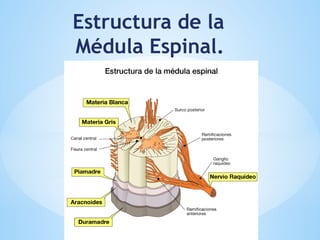 Estructura de la
Médula Espinal.
 