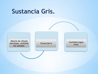 Sustancia Gris.
Mezcla de células
nerviosas, contiene
los cuerpos.
Forma De H
Cantidad según
nivel.
 