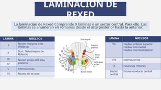 Rexed Laminae Function Medula Espinal y Conducto Vertebral.pptx