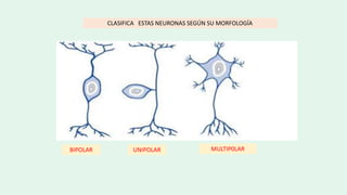 CLASIFICA ESTAS NEURONAS SEGÚN SU MORFOLOGÍA
BIPOLAR UNIPOLAR MULTIP0LAR
 