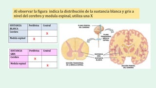 Al observar la figura indica la distribución de la sustancia blanca y gris a
nivel del cerebro y medula espinal, utiliza una X
x
x
x
x
 