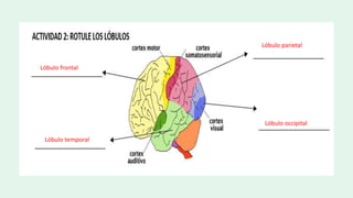 Lóbulo parietal
Lóbulo temporal
Lóbulo occipital
Lóbulo frontal
 