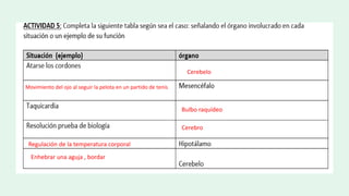 Cerebelo
Movimiento del ojo al seguir la pelota en un partido de tenis
Bulbo raquídeo
Cerebro
Regulación de la temperatura corporal
Enhebrar una aguja , bordar
 